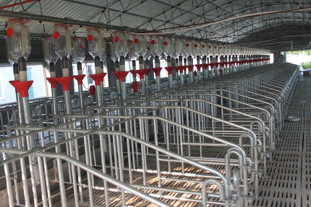 pig metering dispenser for pig farming equipment